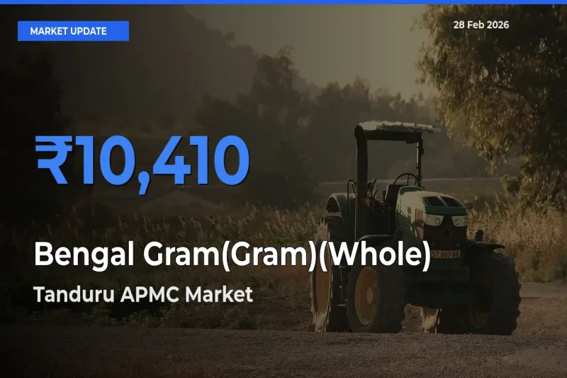 Top Performer! Tanduru APMC Offers Best Bengal Gram(Gram)(Whole) Price Today