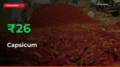 Capsicum Prices Rise 25.6% in a Day at Major Mandis