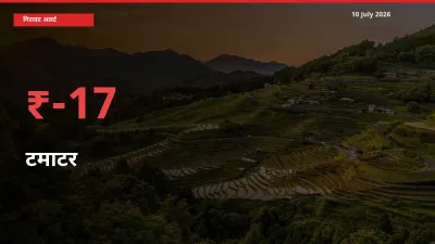 17.18% की गिरावट! मंडी में टमाटर के दाम अचानक टूटे