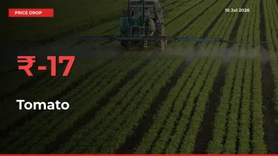 Why Tomato Prices Fell 17.18% in a Day at Mandis