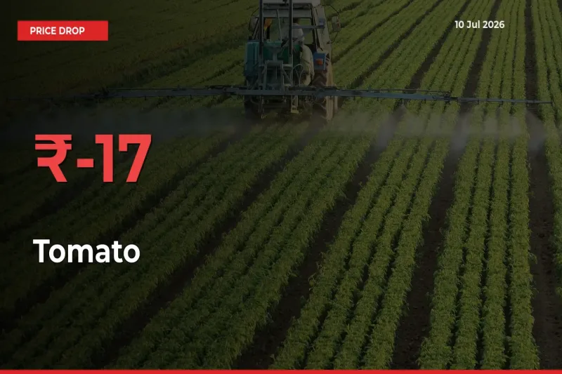 Why Tomato Prices Fell 17.18% in a Day at Mandis