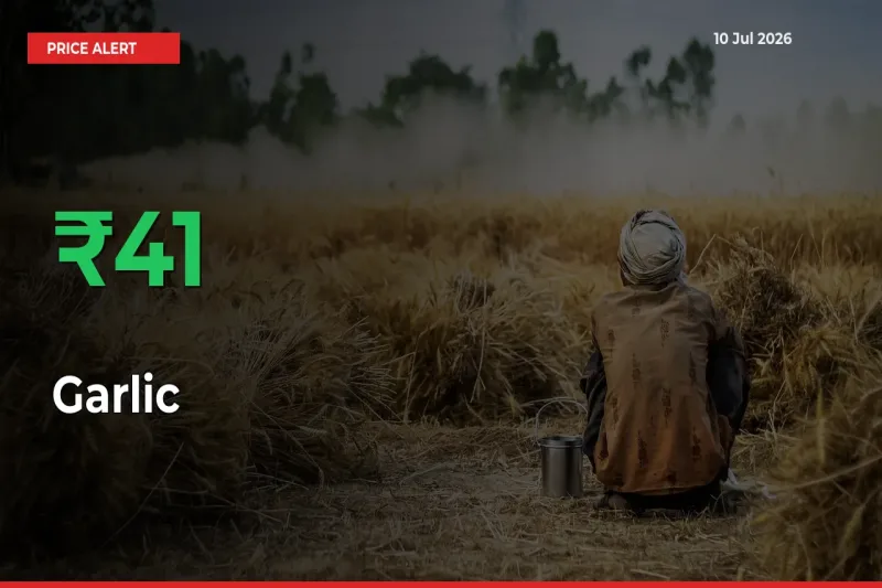 Garlic Prices Rise 40.99% in a Day at Major Mandis