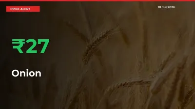 This Mandi Records 27.32% Jump in Onion Prices