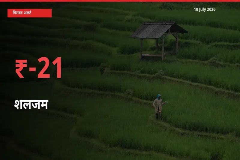 10 July अपडेट: शलजम के दाम मंडी में 21.31% गिरे