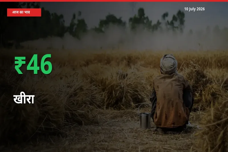 10 July अपडेट: खीरा के दाम मंडी में 45.56% उछले