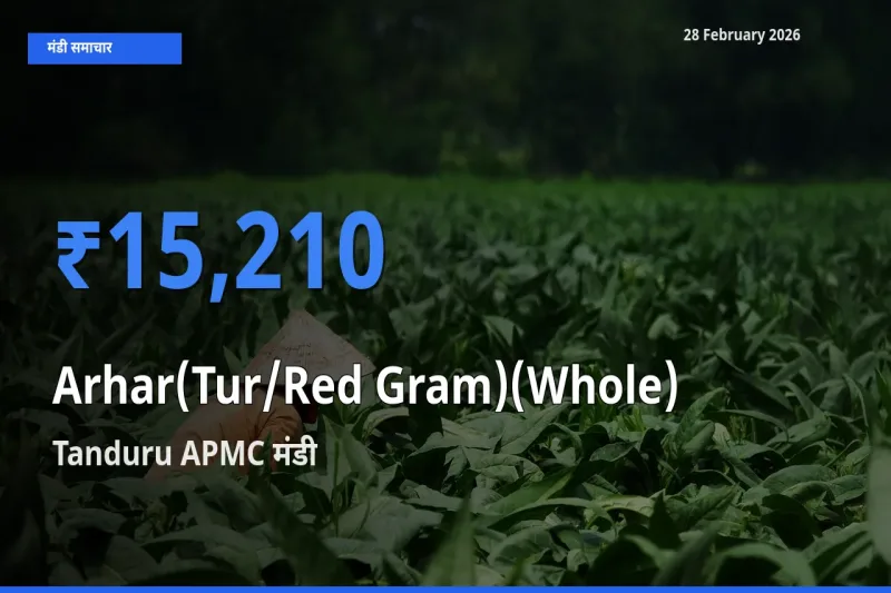 Tanduru APMC मंडी में Arhar(Tur/Red Gram)(Whole) ₹15,210 पर पहुँचा – आज का सर्वोच्च भाव