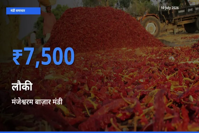 मंजेश्वरम बाज़ार में लौकी का आज सबसे ऊँचा भाव