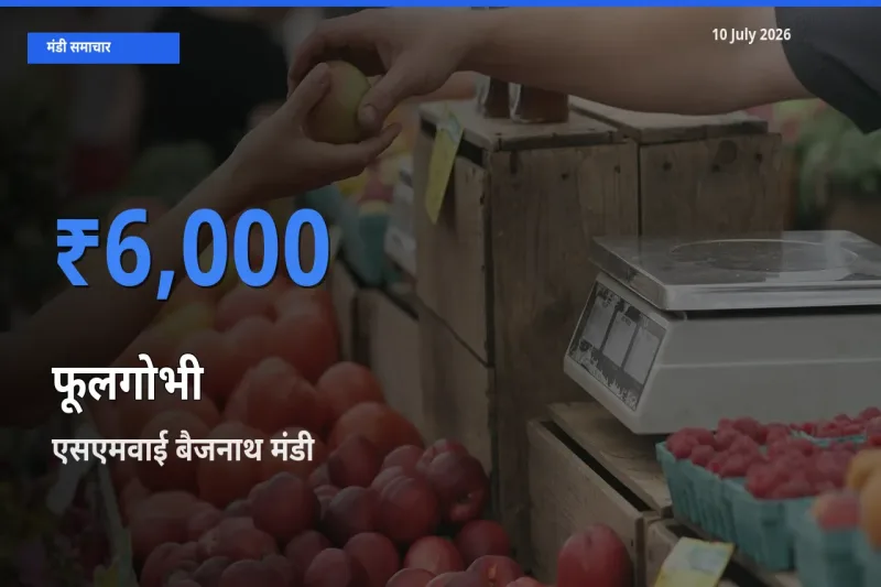 बाज़ार संकेत: एसएमवाई बैजनाथ बना फूलगोभी के लिए आज की टॉप मंडी