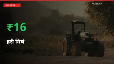 तेज़ तेजी! मंडी में हरी मिर्च के दाम 16.11% चढ़े