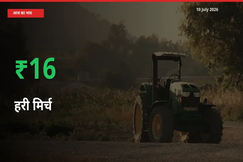 तेज़ तेजी! मंडी में हरी मिर्च के दाम 16.11% चढ़े