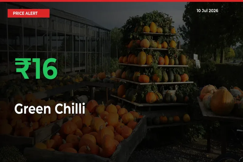Green Chilli Prices Rise 16.11% in a Day at Major Mandis