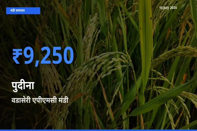 आज पुदीना के सबसे ज़्यादा दाम वडासेरी एपीएमसी मंडी में दर्ज
