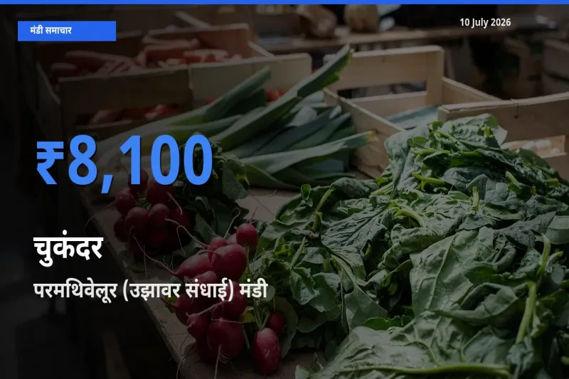 परमथिवेलूर (उझावर संधाई) मंडी में आज चुकंदर के सबसे ऊँचे दाम दर्ज