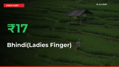 This Mandi Records 16.51% Jump in Bhindi(Ladies Finger) Prices