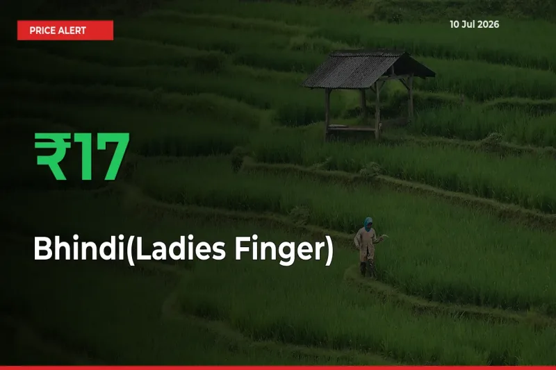 This Mandi Records 16.51% Jump in Bhindi(Ladies Finger) Prices