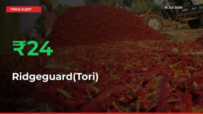 Sharp Jump! Ridgeguard(Tori) Prices Climb 23.53% in 24 Hours at Key Mandis