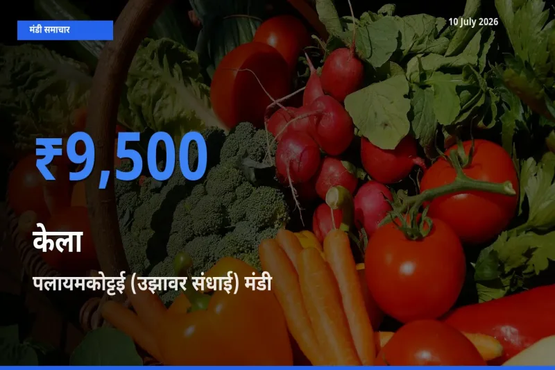 पलायमकोट्टई (उझावर संधाई) मंडी में केला ₹9,500 पर पहुँचा – आज का सर्वोच्च भाव