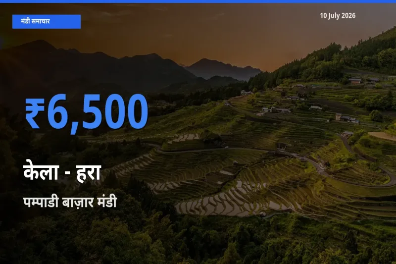 पम्पाडी बाज़ार मंडी में आज केला - हरा के सबसे ऊँचे दाम दर्ज
