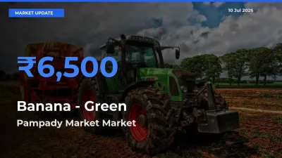 Banana - Green Mandi Rate Today: Pampady Market Tops the List