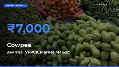 Avarma  VFPCK Market Emerges as Top Mandi for Cowpea Prices Today