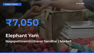 Nagapattinam(Uzhavar Sandhai ) Offers ₹7,050 – Highest Elephant Yam Rate Today