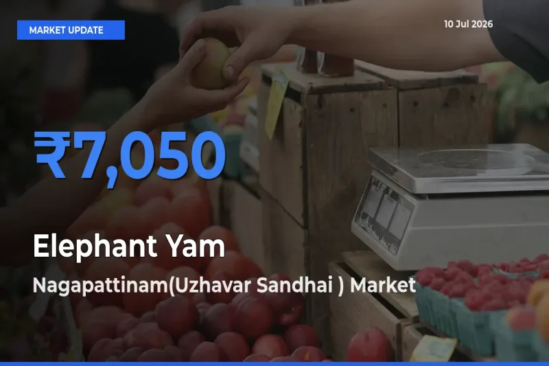 Nagapattinam(Uzhavar Sandhai ) Offers ₹7,050 – Highest Elephant Yam Rate Today