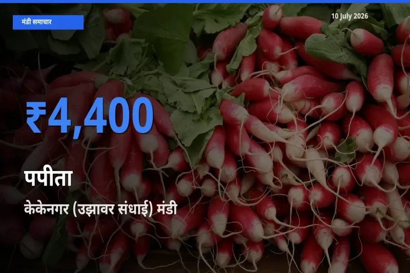 किसानों की पसंद बना केकेनगर (उझावर संधाई), पपीता के सबसे अच्छे दाम