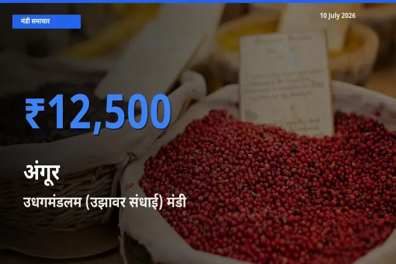 बाज़ार संकेत: उधगमंडलम (उझावर संधाई) बना अंगूर के लिए आज की टॉप मंडी