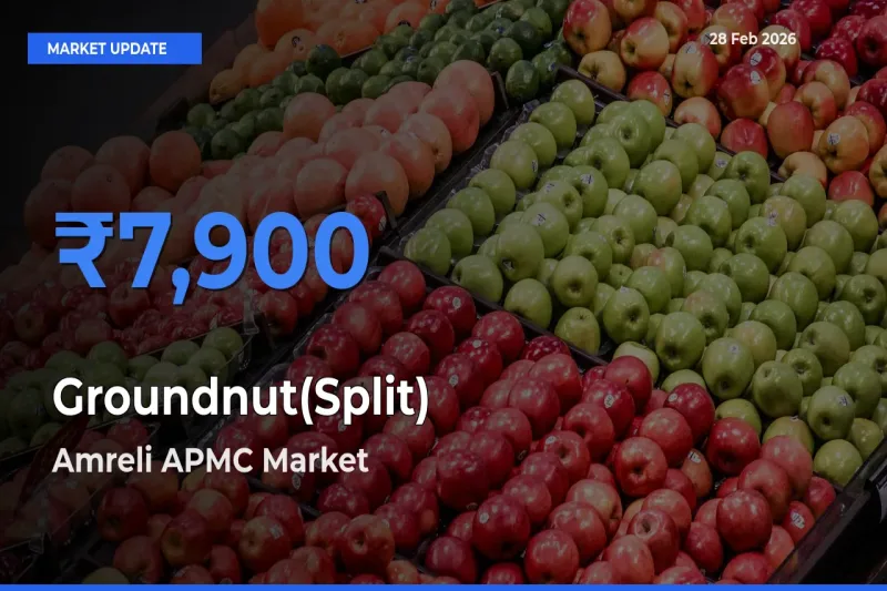 Amreli APMC Offers ₹7,900 – Highest Groundnut(Split) Rate Today
