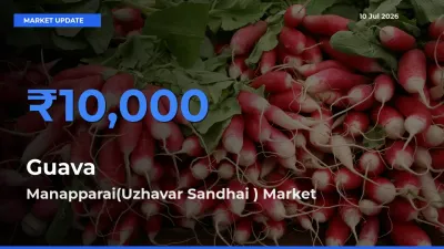 Manapparai(Uzhavar Sandhai ) Records Highest ₹10,000 Rate for Guava