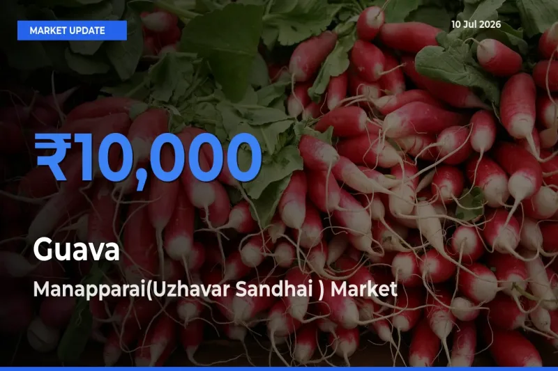 Manapparai(Uzhavar Sandhai ) Records Highest ₹10,000 Rate for Guava