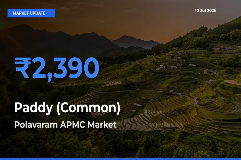 Top Performer! Polavaram APMC Offers Best Paddy (Common) Price Today