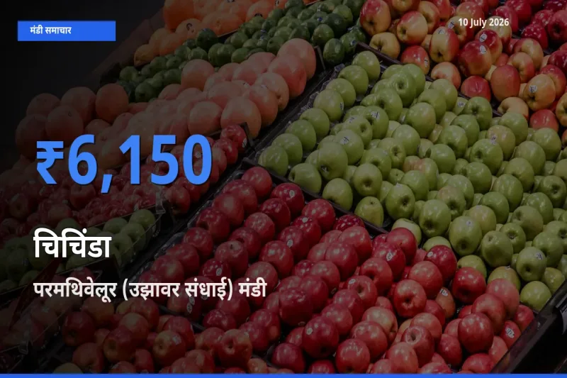 आज का मंडी भाव: चिचिंडा के सबसे ज़्यादा दाम परमथिवेलूर (उझावर संधाई) में