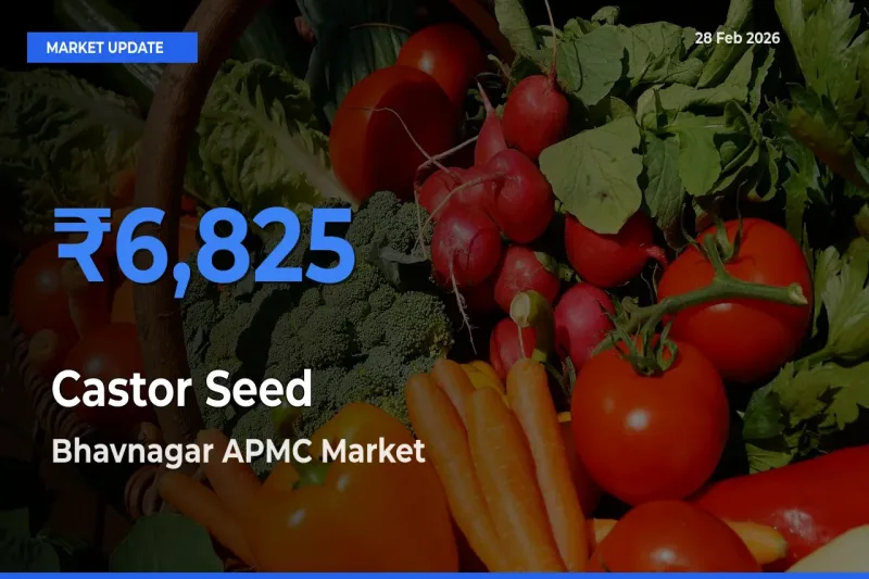 Bhavnagar APMC Tops Castor Seed Mandi Rates Today