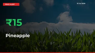 Why Pineapple Prices Rose 15.39% in a Day at Mandis