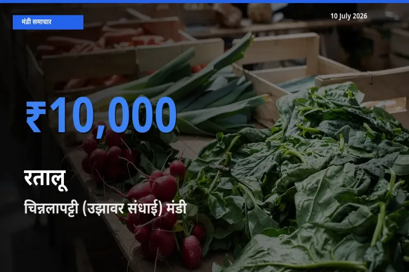 चिन्नलापट्टी (उझावर संधाई) में रतालू का आज सबसे ऊँचा भाव