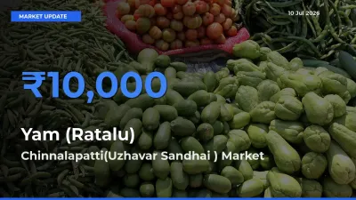 Chinnalapatti(Uzhavar Sandhai ) Leads as Top Mandi for Yam (Ratalu) Prices
