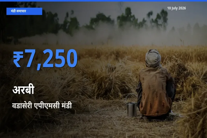 आज अरबी के सबसे ऊँचे दाम ₹7,250 वडासेरी एपीएमसी मंडी में