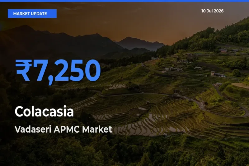 Farmers Prefer Vadaseri APMC as Colacasia Hits Highest Rate