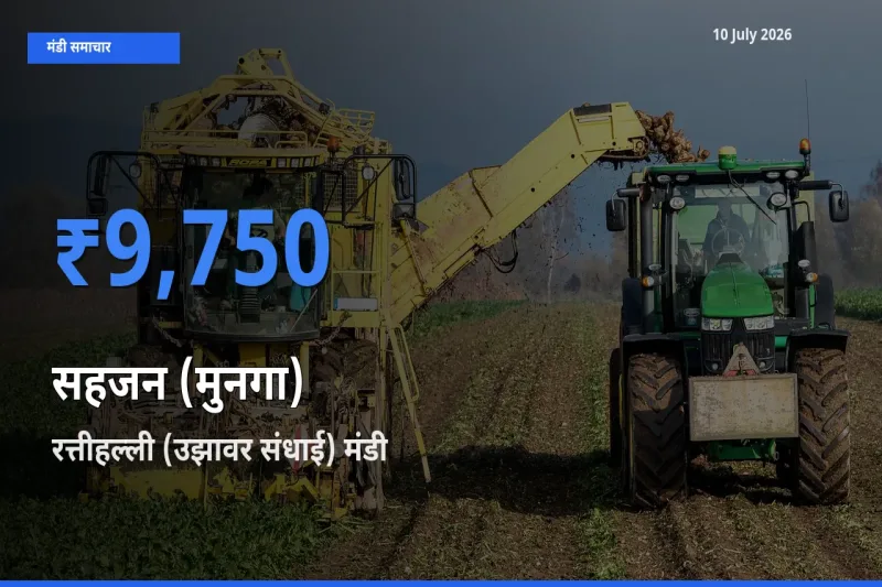 रत्तीहल्ली (उझावर संधाई) मंडी में सहजन (मुनगा) ₹9,750 पर पहुँचा – आज का सर्वोच्च भाव