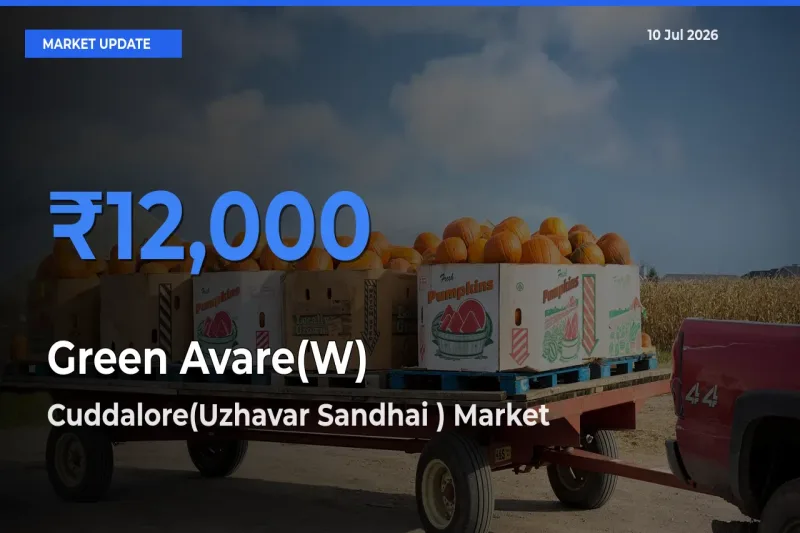 Cuddalore(Uzhavar Sandhai ) Records Highest ₹12,000 Rate for Green Avare(W)