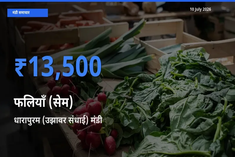 धारापुरम (उझावर संधाई) मंडी में आज फलियाँ (सेम) के सबसे ऊँचे दाम दर्ज