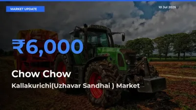 Chow Chow Mandi Rate Today: Kallakurichi(Uzhavar Sandhai ) Tops the List