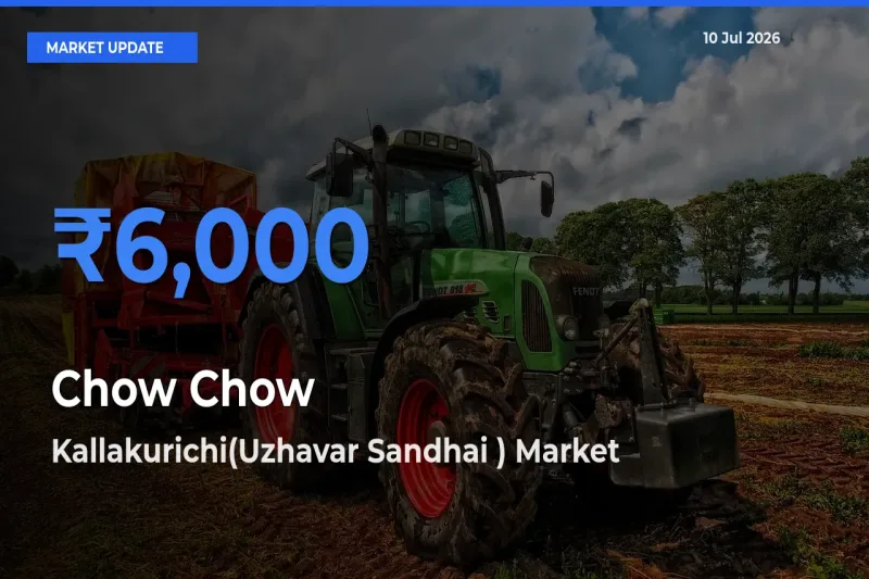 Chow Chow Mandi Rate Today: Kallakurichi(Uzhavar Sandhai ) Tops the List