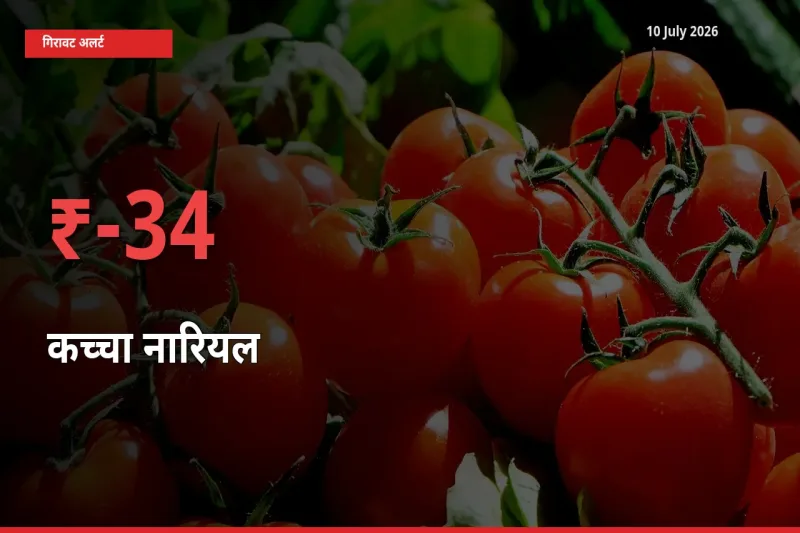 कच्चा नारियल के दाम प्रमुख मंडी में 34.32% गिरे, 24 घंटे में बड़ा बदलाव