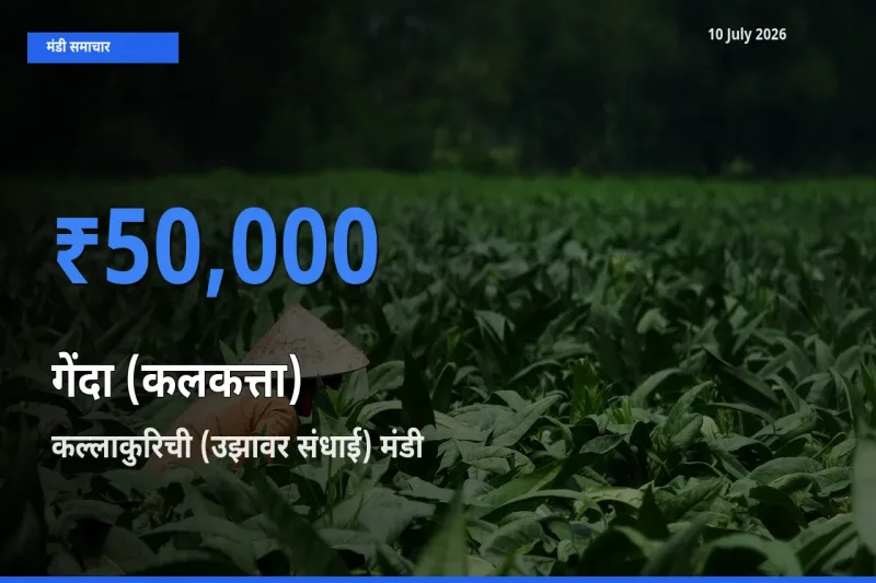 आज का मंडी भाव: गेंदा (कलकत्ता) के सबसे ज़्यादा दाम कल्लाकुरिची (उझावर संधाई) में