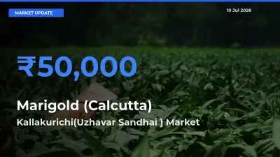 Kallakurichi(Uzhavar Sandhai ) Emerges as Top Mandi for Marigold (Calcutta) Prices Today