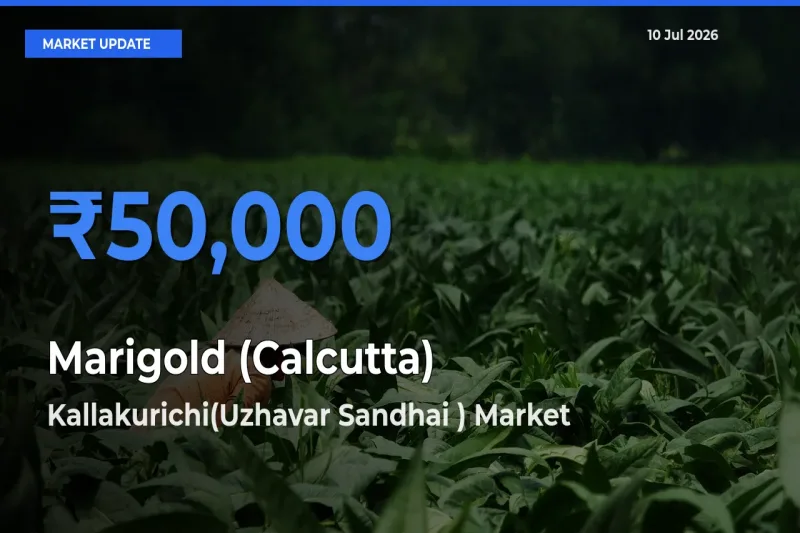 Kallakurichi(Uzhavar Sandhai ) Emerges as Top Mandi for Marigold (Calcutta) Prices Today