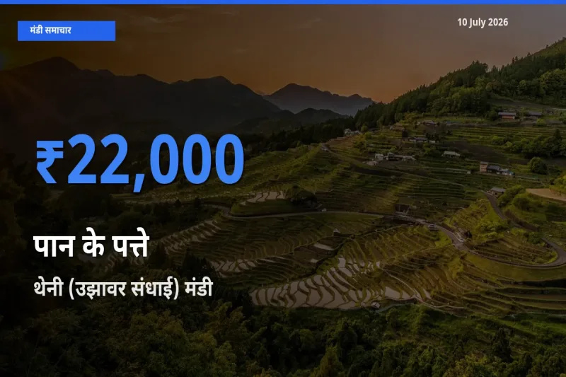 आज पान के पत्ते के सबसे ज़्यादा दाम थेनी (उझावर संधाई) मंडी में दर्ज