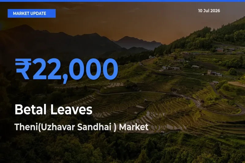 Theni(Uzhavar Sandhai ) Offers ₹22,000 – Highest Betal Leaves Rate Today